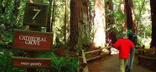Muir Woods National Monument Limo Rentals Napa