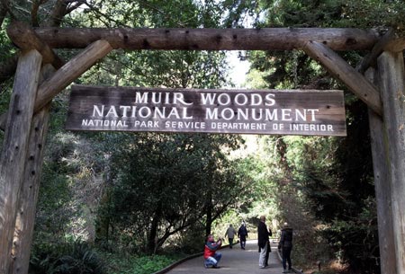 Muir Woods National Monument Limo Service Napa